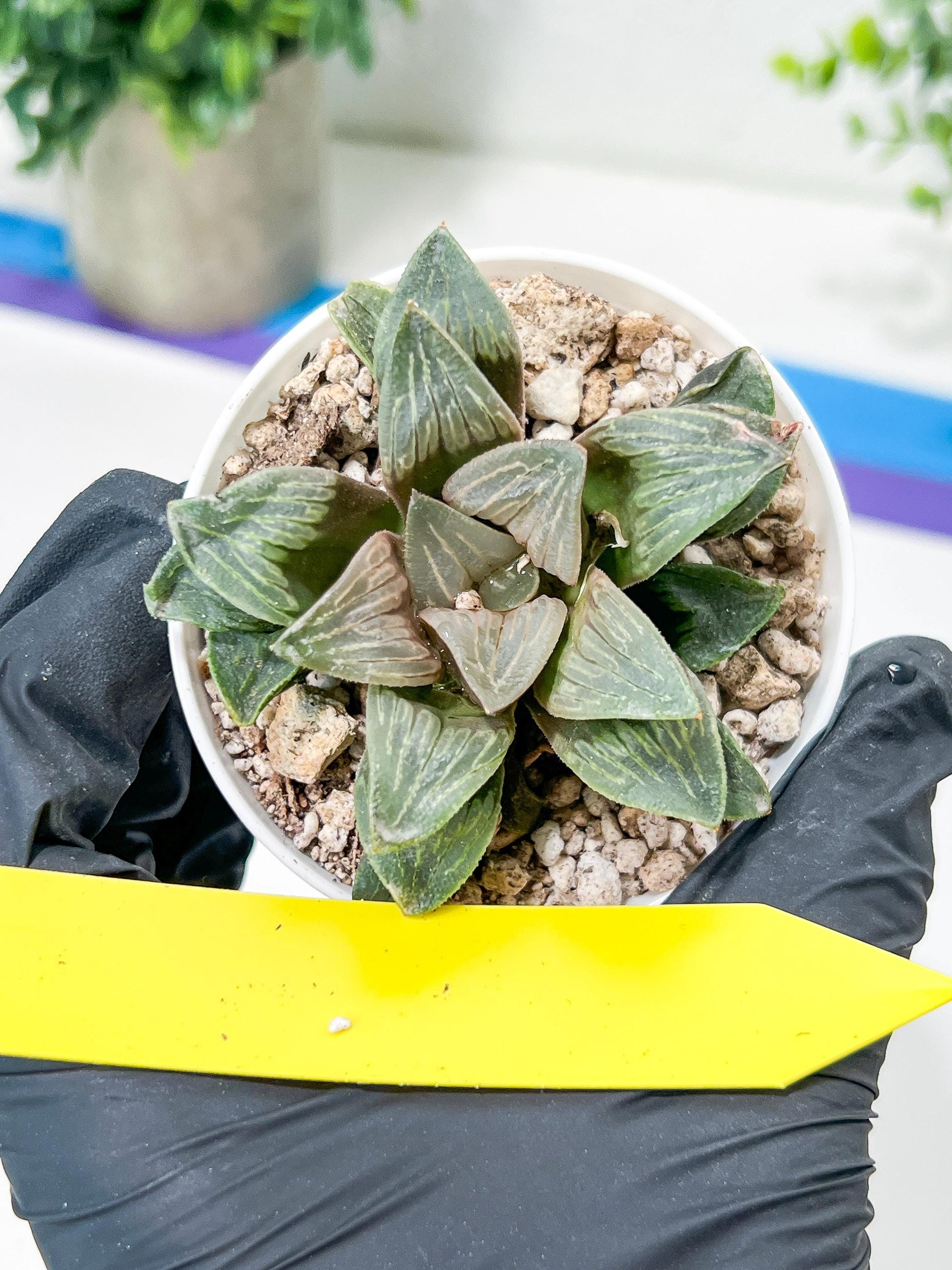 Haworthia White Widow or Bai Guafu (H6G) | Imported Succulent
