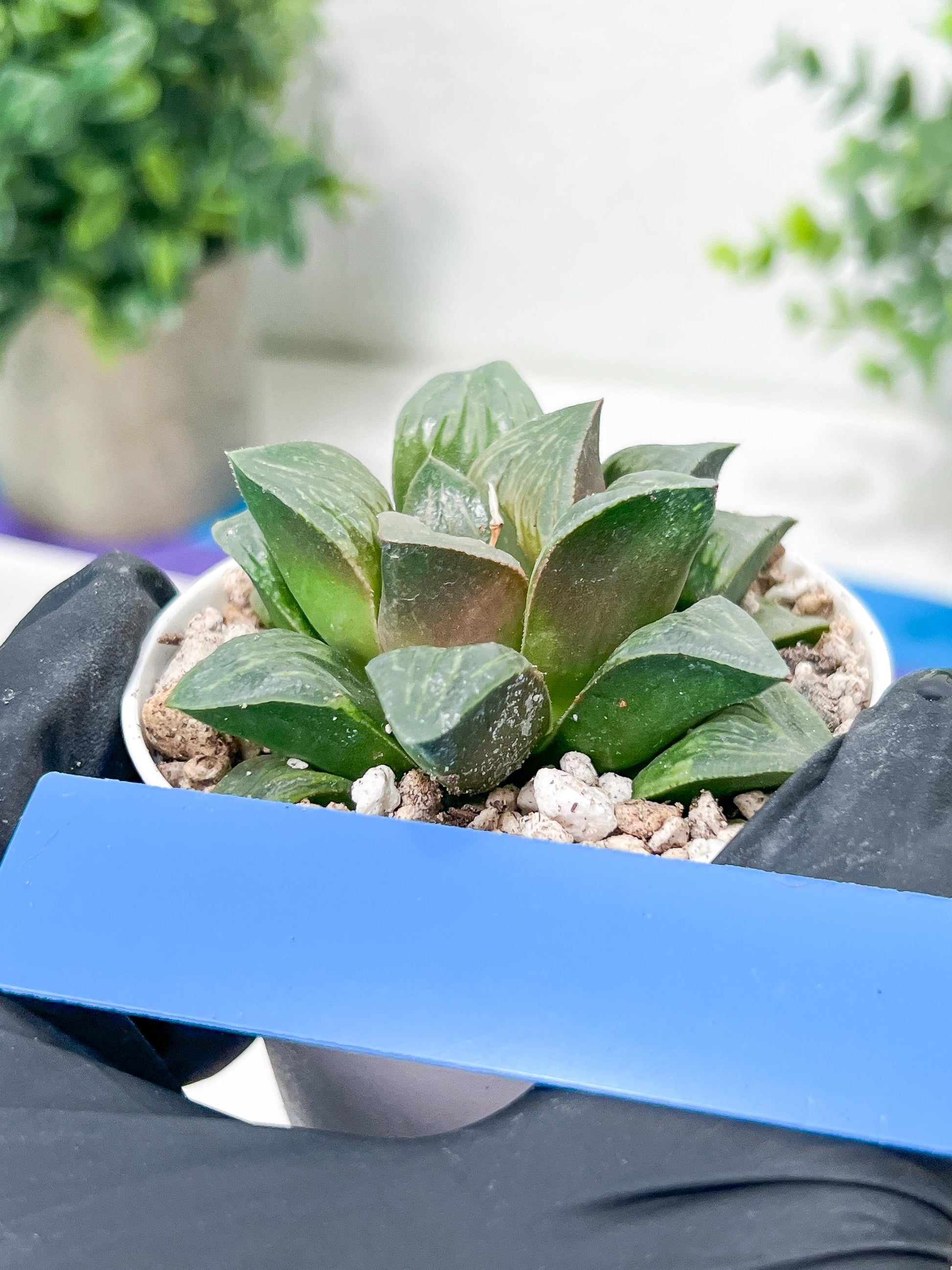 Haworthia White Widow or Bai Guafu (H6G) | Imported Succulent