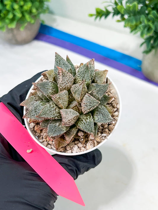 Haworthia Rainbow Floer Crab or Caihong Hua Xie (H6B) | Rare