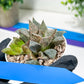 Haworthia Rainbow Floer Crab or Caihong Hua Xie (H6B) | Imported Succulent