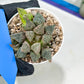 Haworthia Rainbow Floer Crab or Caihong Hua Xie (H6B) | Imported Succulent