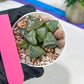 Haworthia Boli Kang (H6D) | Imported Succulent | Hong Kong Rare Species