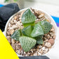 Haworthia Boli Kang (H6D) | Imported Succulent | Hong Kong Rare Species