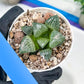 Haworthia Boli Kang (H6D) | Imported Succulent | Hong Kong Rare Species