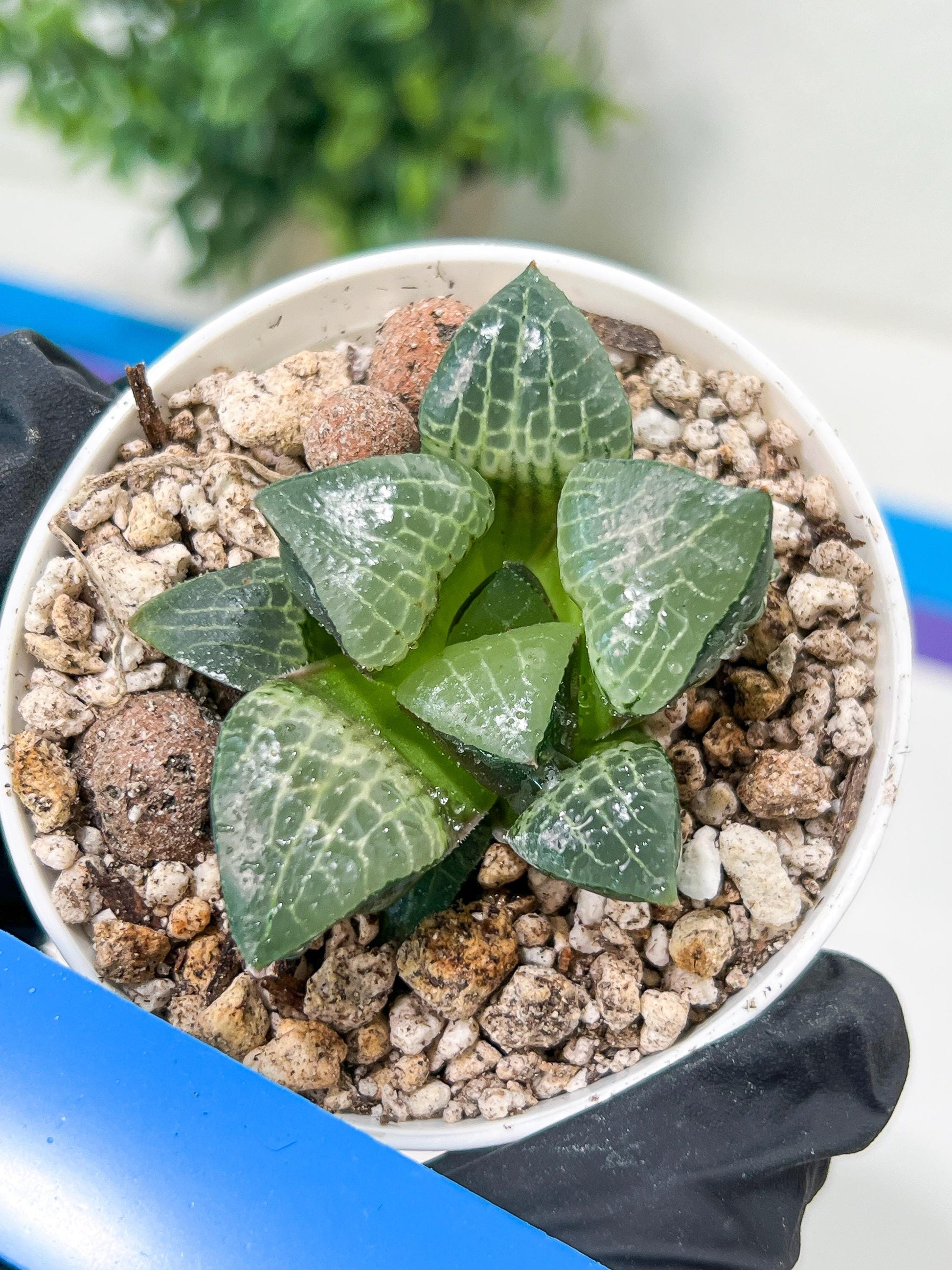 Haworthia Boli Kang (H6D) | Imported Succulent | Hong Kong Rare Species