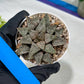 Haworthia Blue Crab or Qing Xie (H6E) | Act Fast