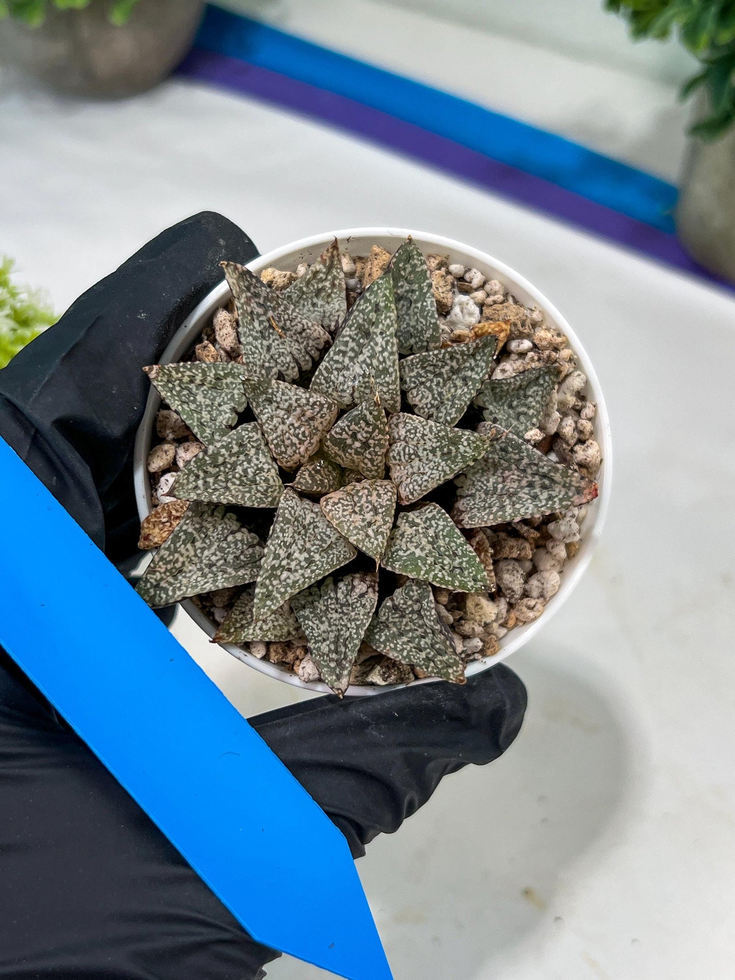 Haworthia Blue Crab or Qing Xie (H6E) | Imported Succulent | Hong Kong Rare Species