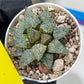 Haworthia Blue Crab or Qing Xie (H6E) | Act Fast