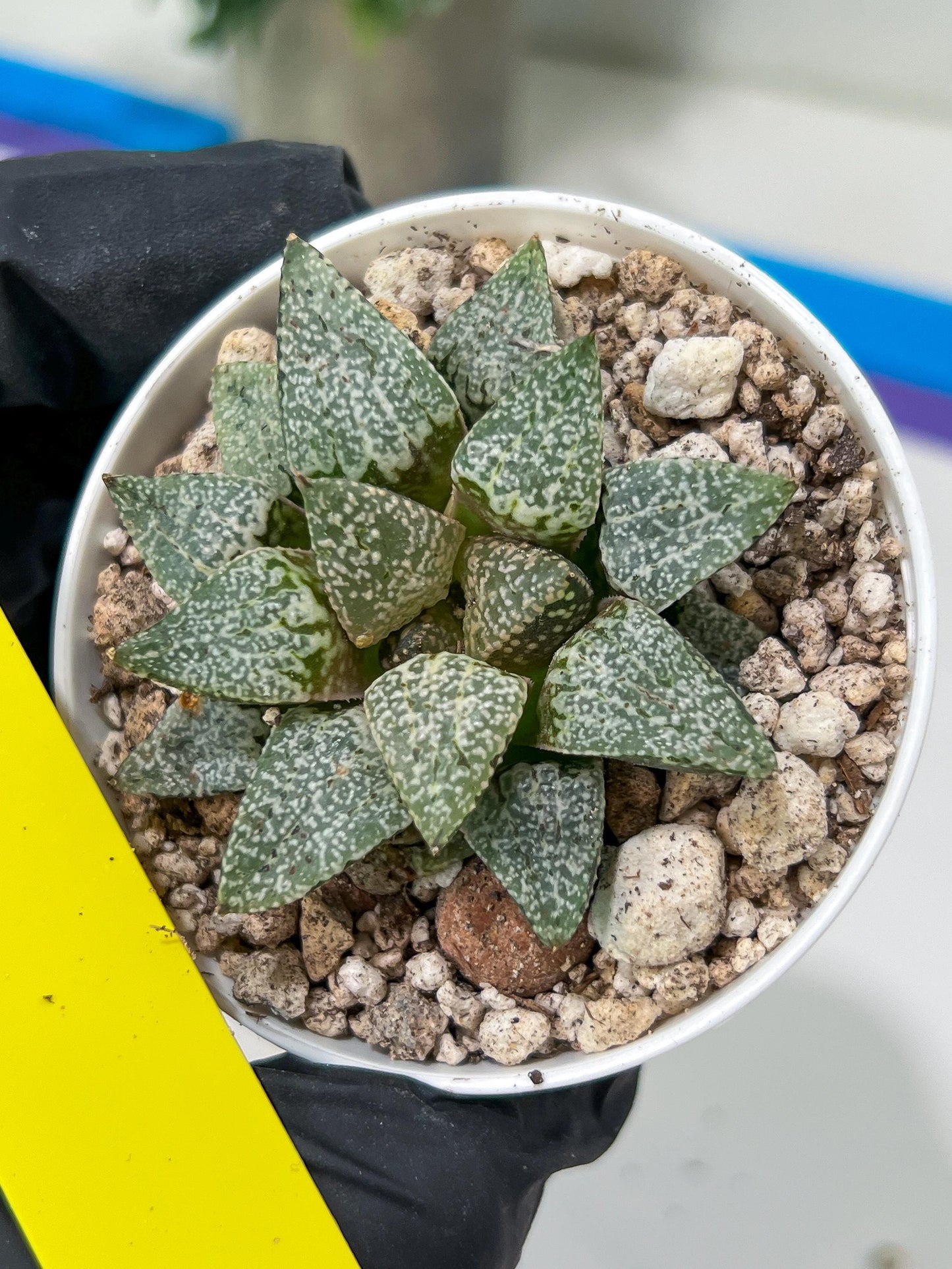 Haworthia Blue Crab or Qing Xie (H6E) | Act Fast