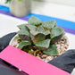 Haworthia Kiss me or Qin ZhiJi (H6F) | Get This Beauty