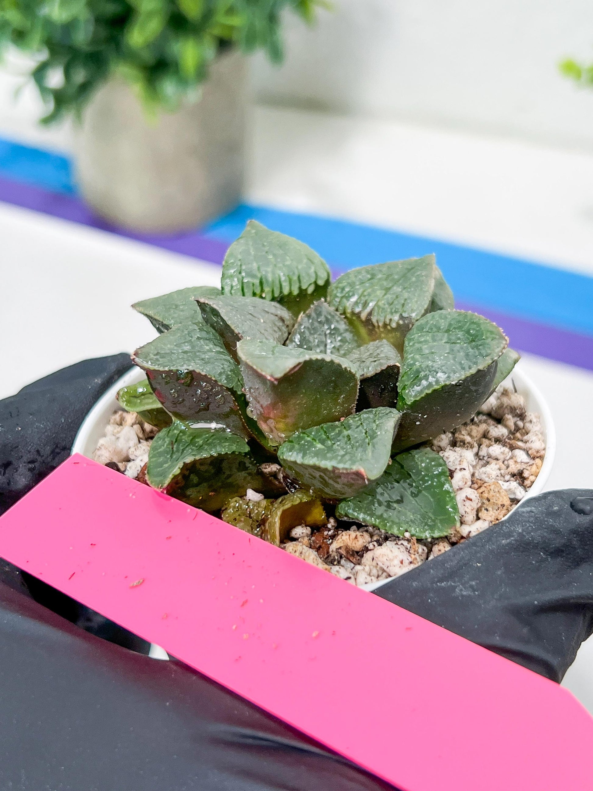 Haworthia Kiss me or Qin ZhiJi (H6F) | Get This Beauty