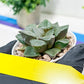 Haworthia Kiss me or Qin ZhiJi (H6F) | Get This Beauty
