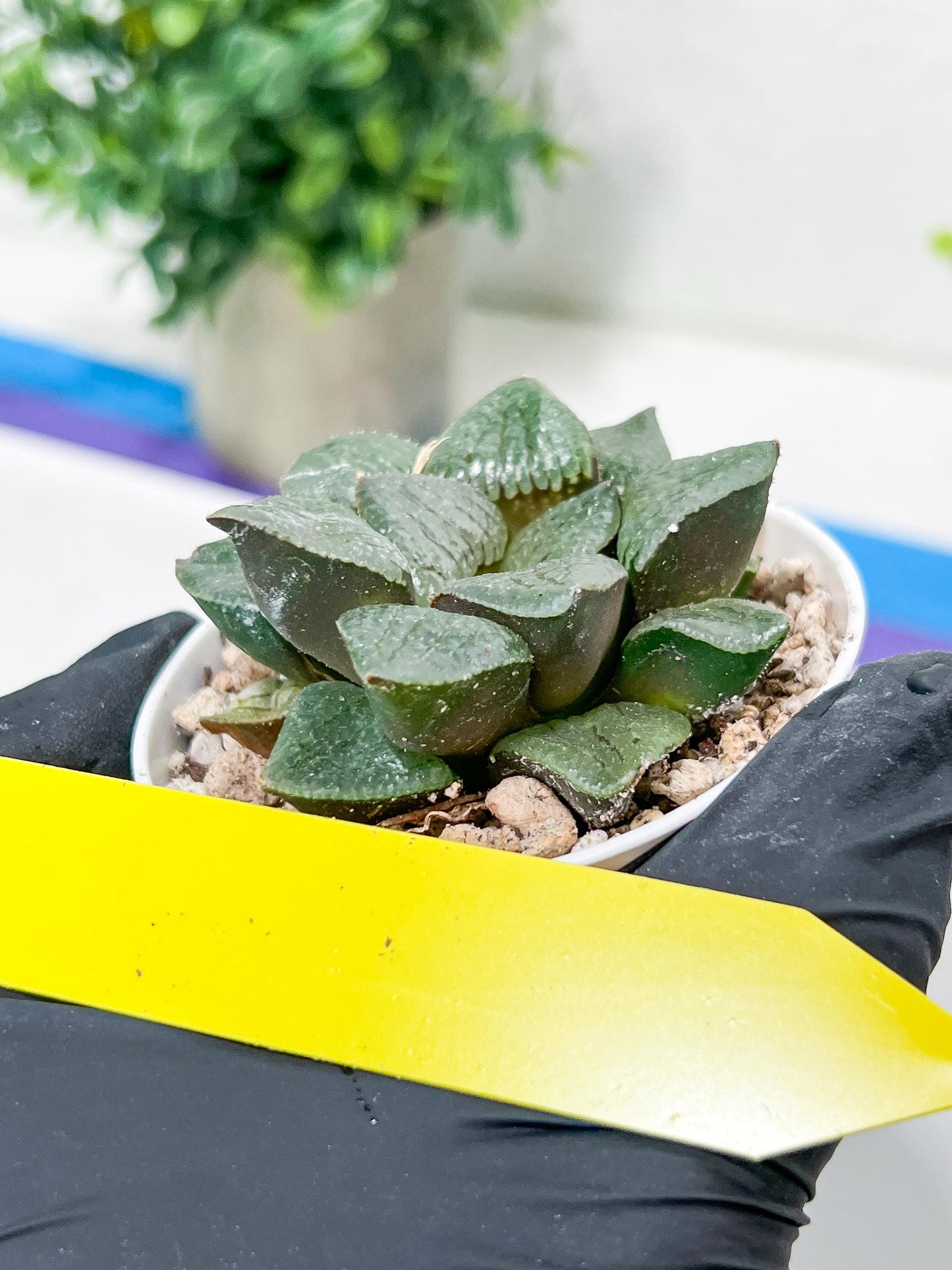Haworthia Kiss me or Qin ZhiJi (H6F) | Get This Beauty