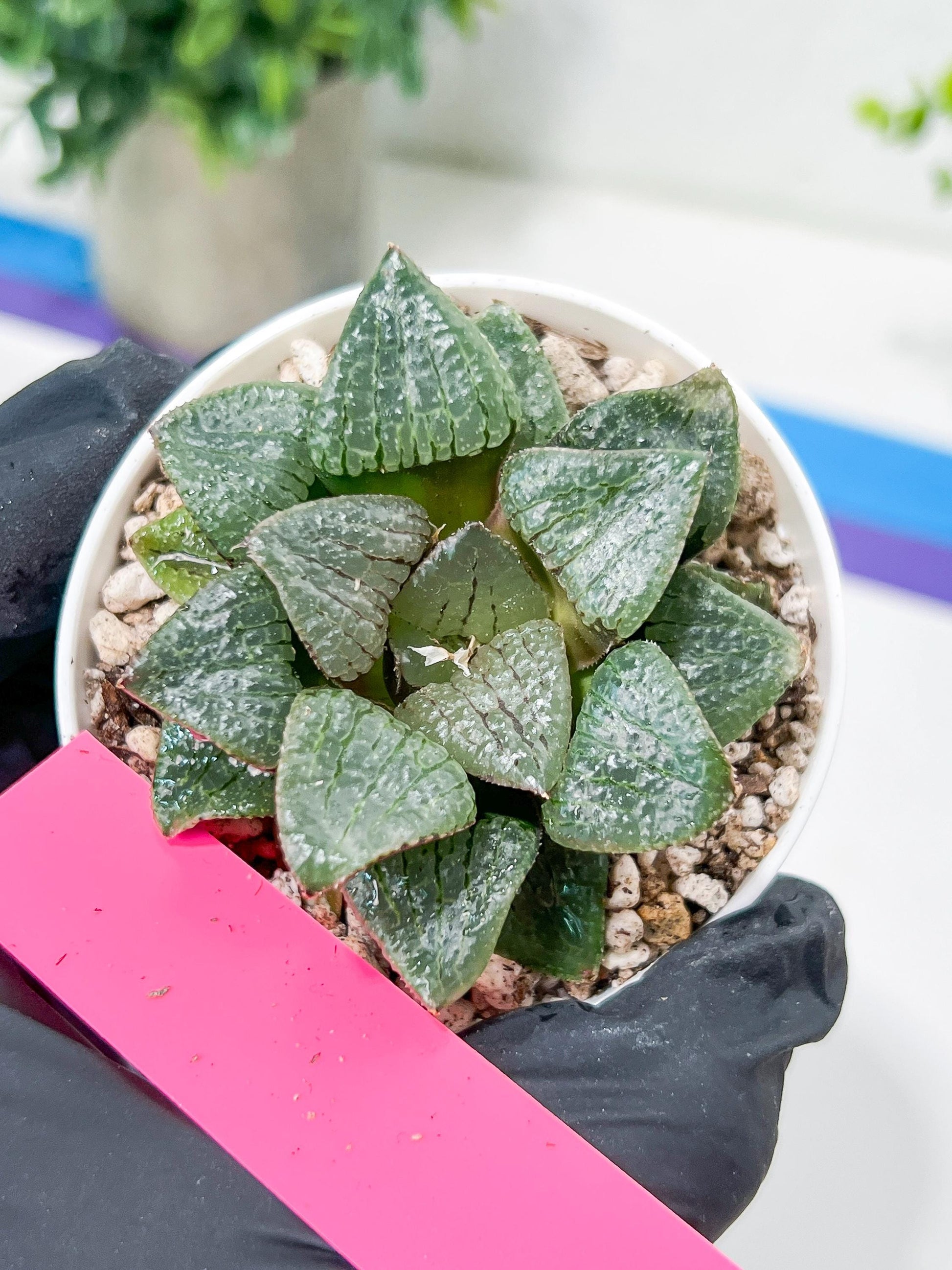 Haworthia Kiss me or Qin ZhiJi (H6F) | Get This Beauty
