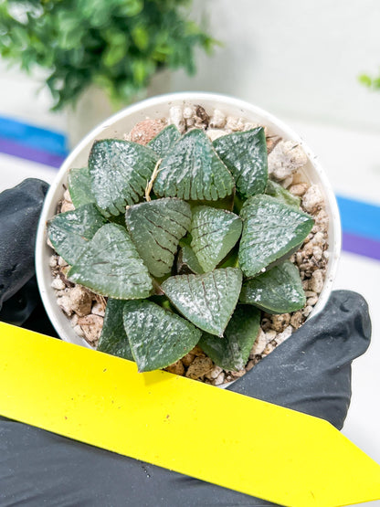 Haworthia Kiss me or Qin ZhiJi (H6F) | Imported Succulent | Hong Kong Rare Species