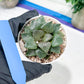 Haworthia Kiss me or Qin ZhiJi (H6F) | Get This Beauty