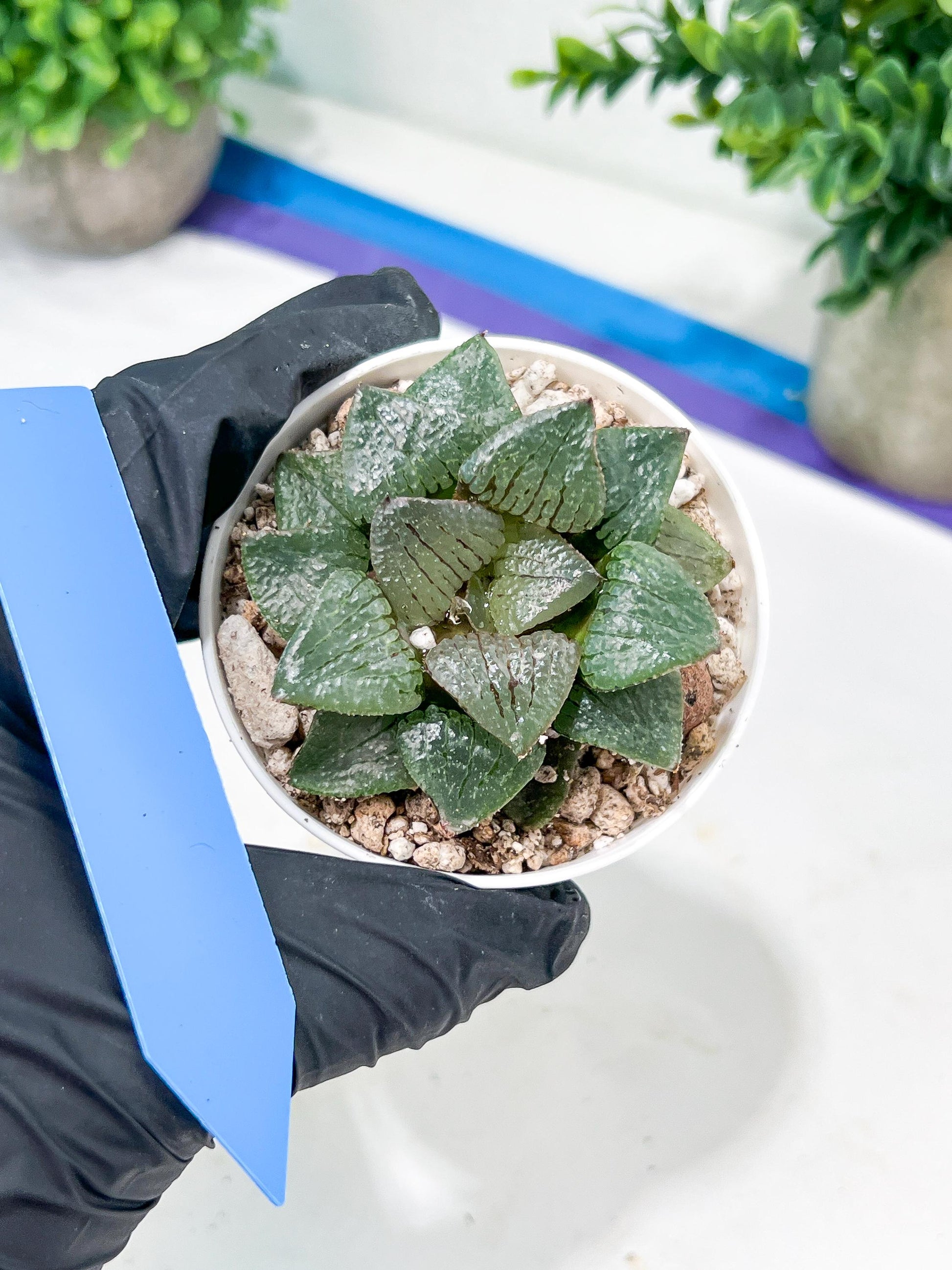 Haworthia Kiss me or Qin ZhiJi (H6F) | Get This Beauty