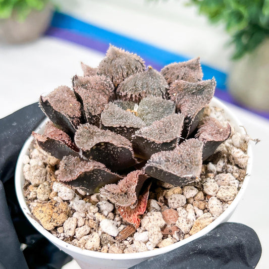 Haworthia Juweicheng (H6C) | Imported