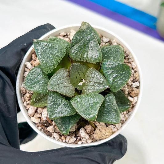 Haworthia Kiss me or Qin ZhiJi (H6F) | Get This Beauty