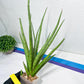 Sansevieria Lady Charm | Imported Plants | Rare Hybrid Species