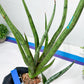 Sansevieria Narin | Imported Plants | Rare Hybrid Species