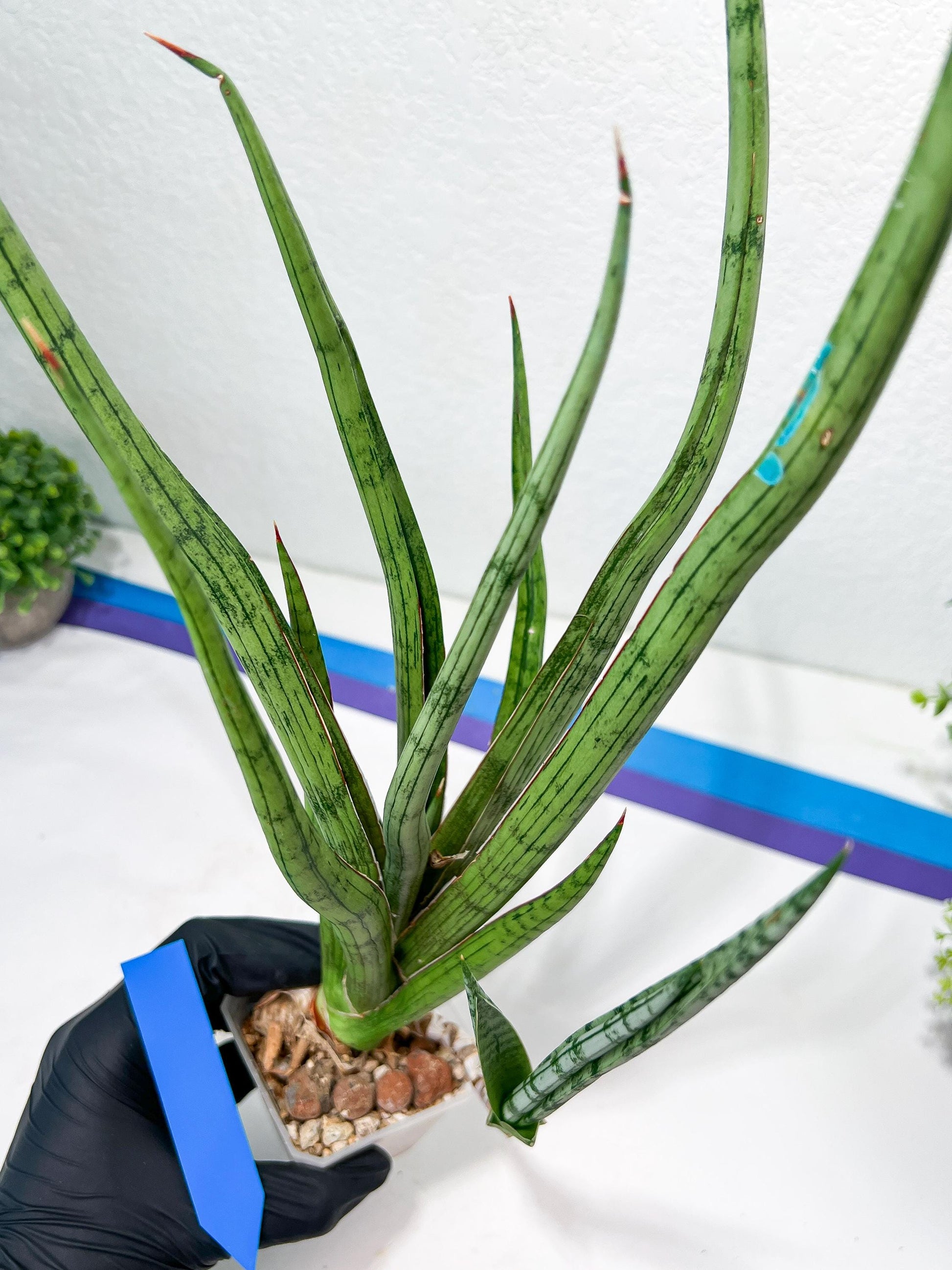Sansevieria Narin | Imported Plants | Rare Hybrid Species