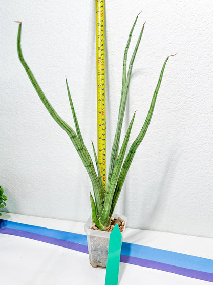 Sansevieria Narin | Imported Plants | Rare Hybrid Species