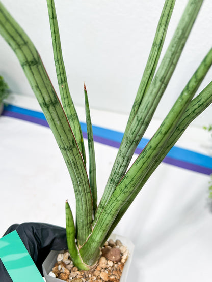 Sansevieria Narin | Imported Plants | Rare Hybrid Species