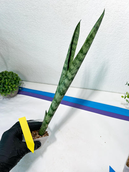 Sansevieria Parva Stick | Imported Plants | Rare Hybrid Species
