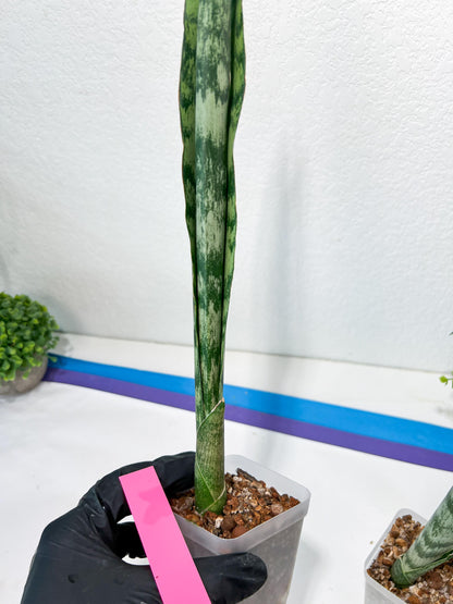 Sansevieria Parva Stick | Imported Plants | Rare Hybrid Species