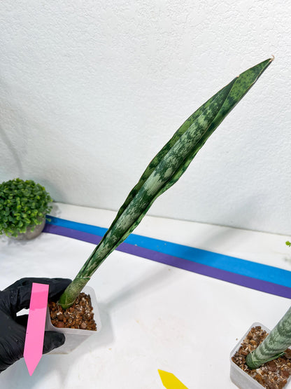 Sansevieria Parva Stick | Imported Plants | Rare Hybrid Species