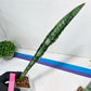 Sansevieria Parva Stick | Imported Plants | Rare Hybrid Species