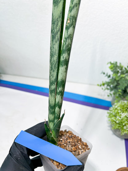 Sansevieria Parva Stick | Imported Plants | Rare Hybrid Species