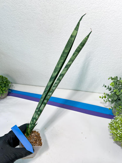 Sansevieria Parva Stick | Imported Plants | Rare Hybrid Species