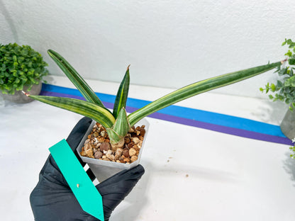 Sansevieria Patens Var XL (#A4) | Imported Plants