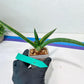 Sansevieria Patens Var XL (#A4) | Imported Plants