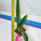 Sansevieria Baseball Bat (#E3) | CImported Plants | Rare Hybrid Species