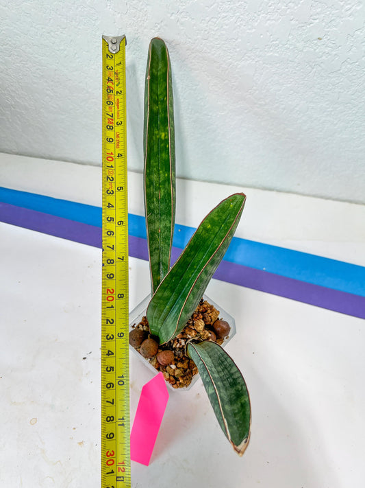 Sansevieria Baseball Bat (#E3) | CImported Plants | Rare Hybrid Species