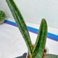 Sansevieria Baseball Bat (#E3) | CImported Plants | Rare Hybrid Species
