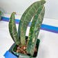 Sansevieria Baseball Bat (#E3) | CImported Plants | Rare Hybrid Species