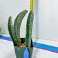 Sansevieria Baseball Bat (#E3) | CImported Plants | Rare Hybrid Species