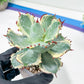 Agave Kabutogani | Once it’s gone, it’s gone for good!