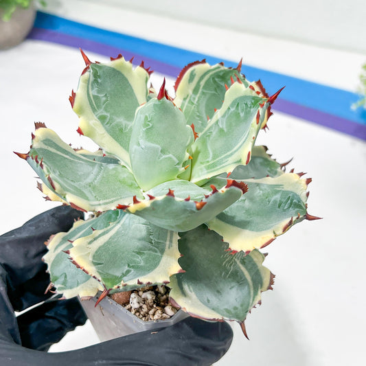 Agave Kabutogani | Once it’s gone, it’s gone for good!