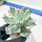 Agave Kabutogani | Imported Succulent