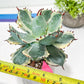 Agave Kabutogani | Once it’s gone, it’s gone for good!