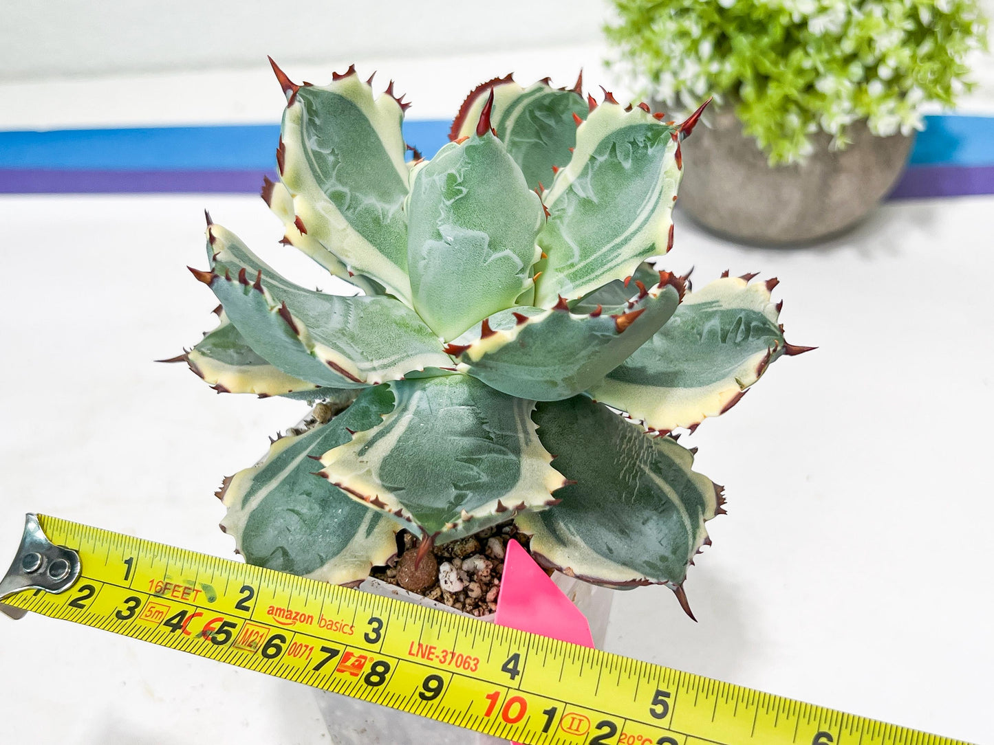 Agave Kabutogani | Once it’s gone, it’s gone for good!