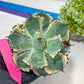 Agave Kabutogani | Once it’s gone, it’s gone for good!