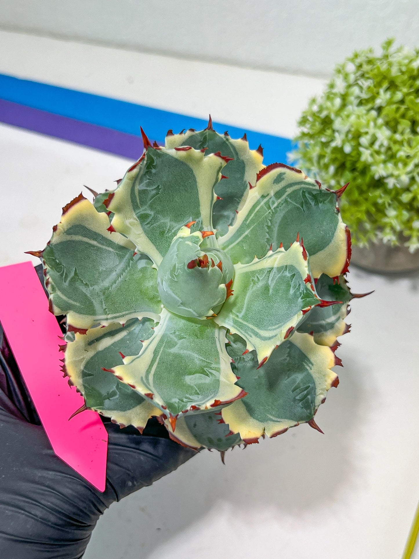 Agave Kabutogani | Once it’s gone, it’s gone for good!