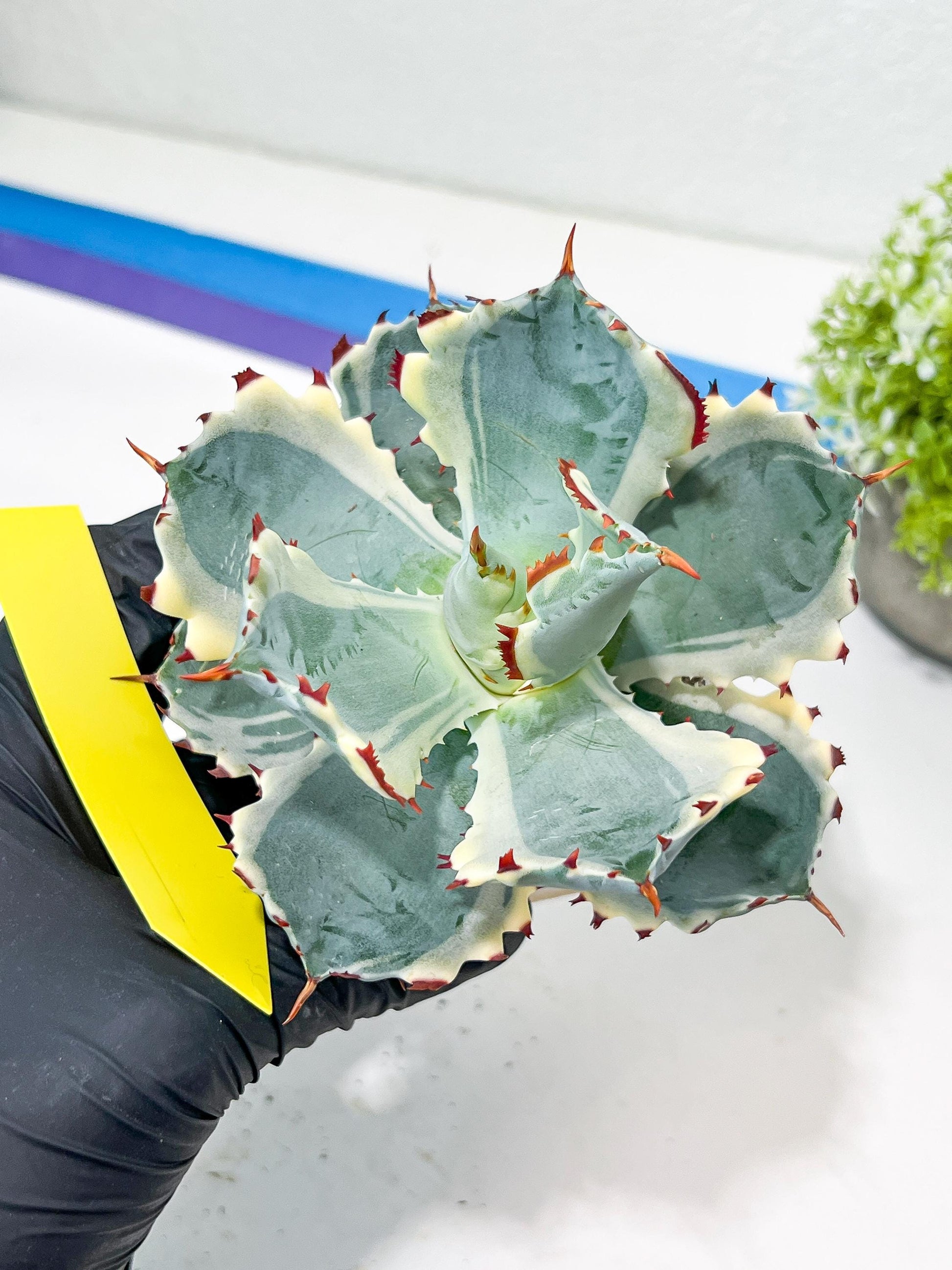 Agave Kabutogani | Imported Succulent
