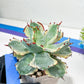 Agave Kabutogani | Once it’s gone, it’s gone for good!